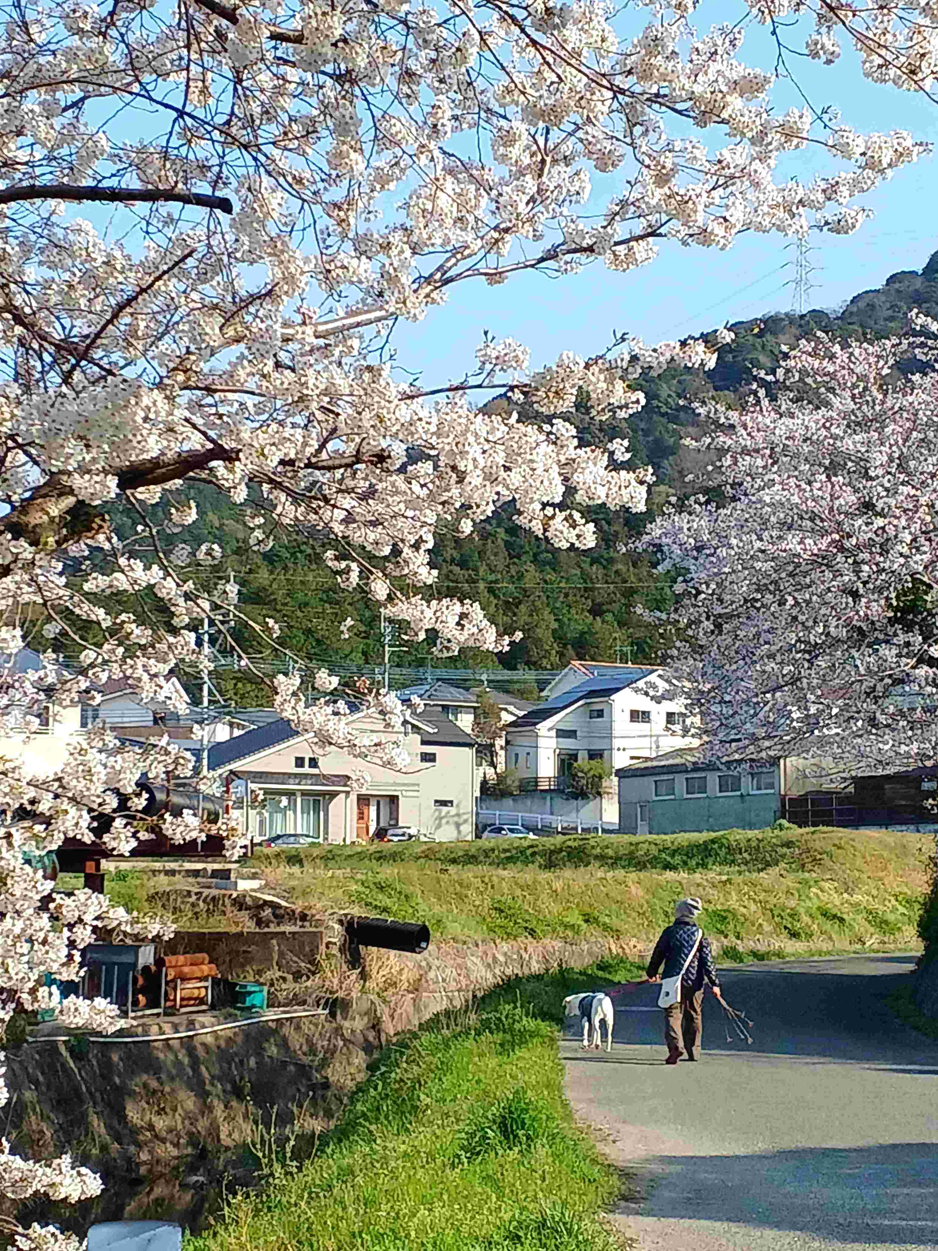村山さん川沿い