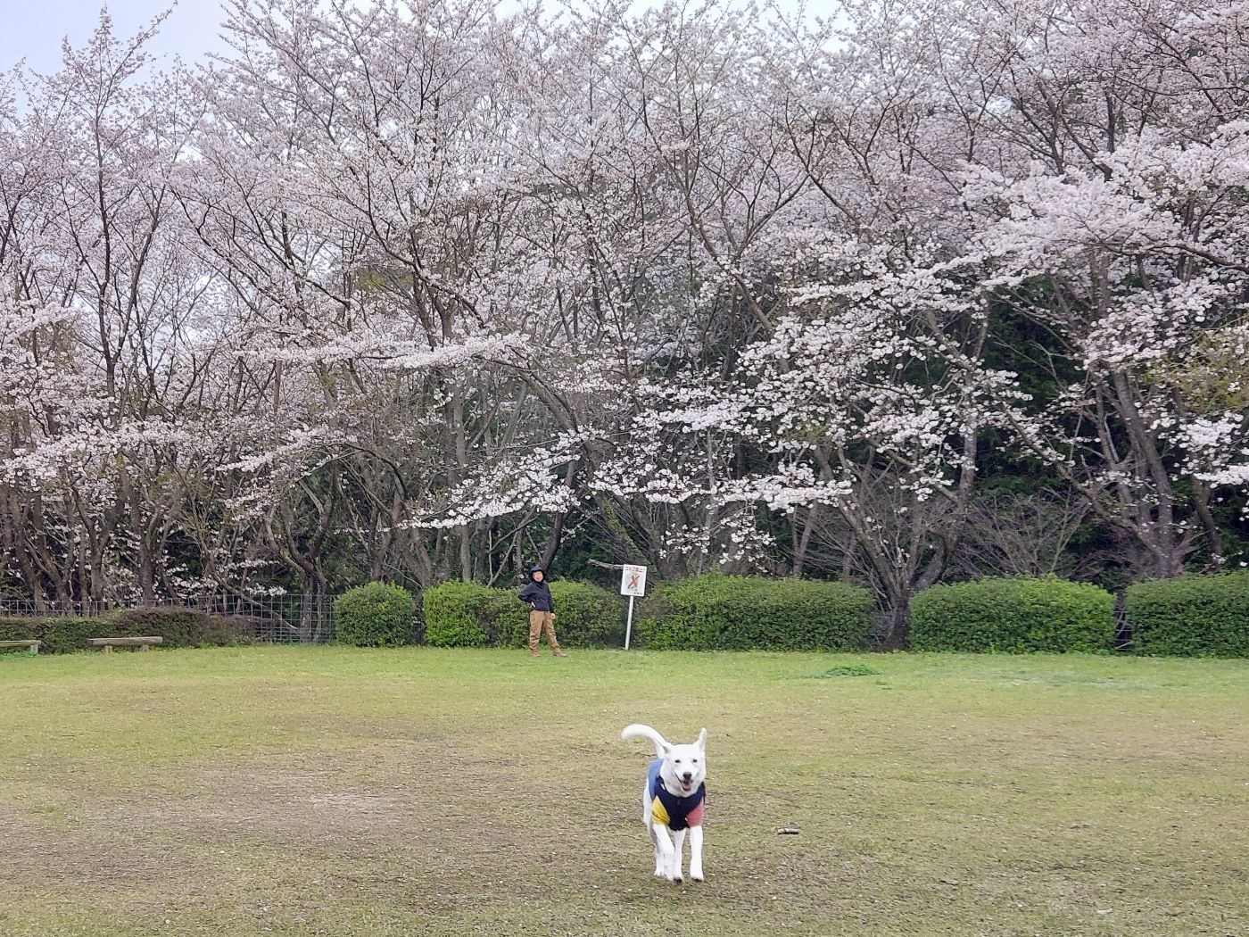 広場の桜とジョン２