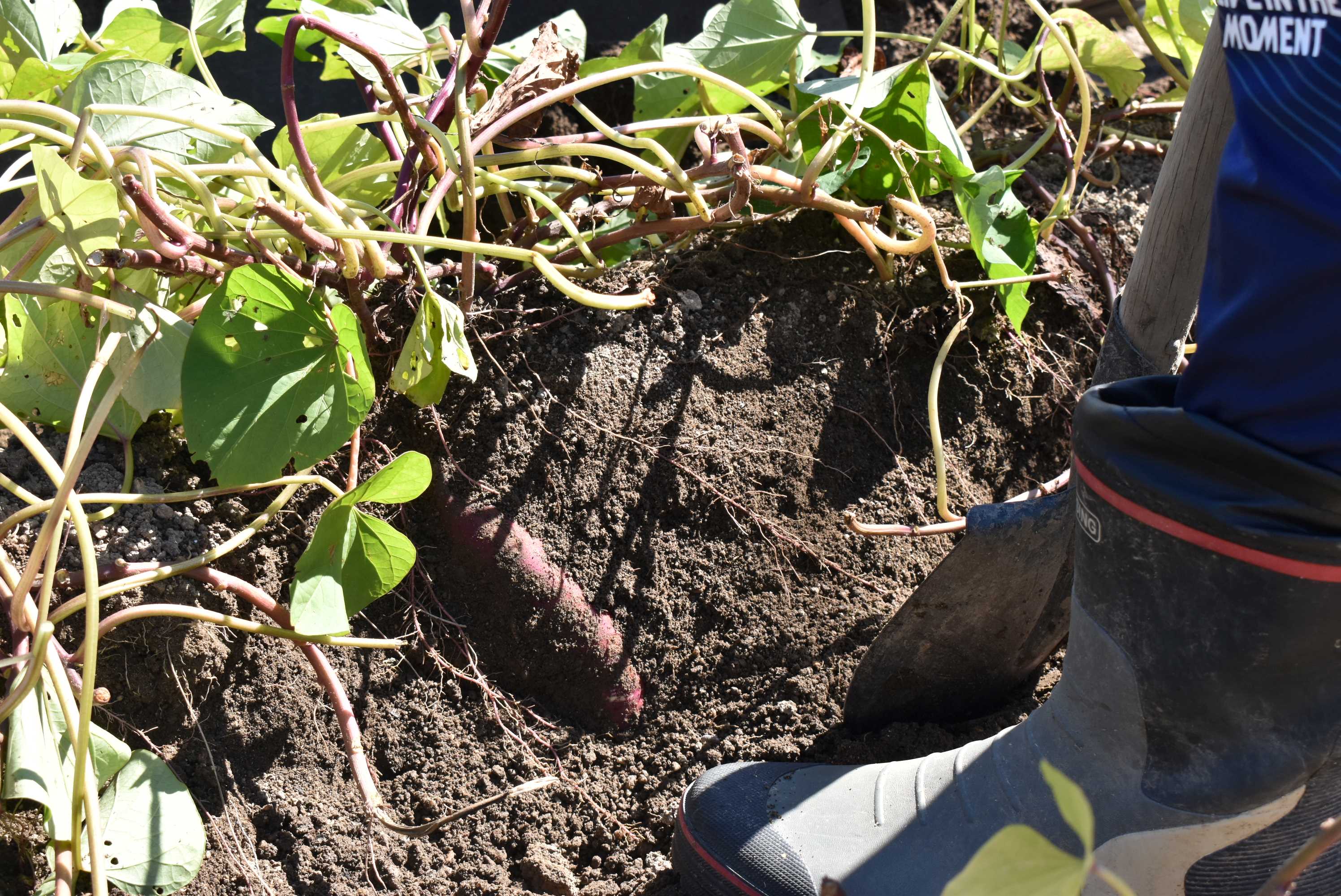 芋掘り３