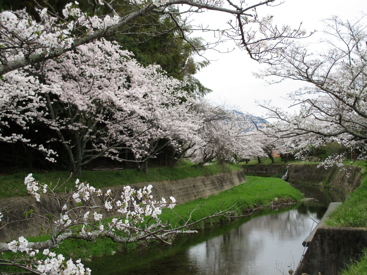 川のさくら２