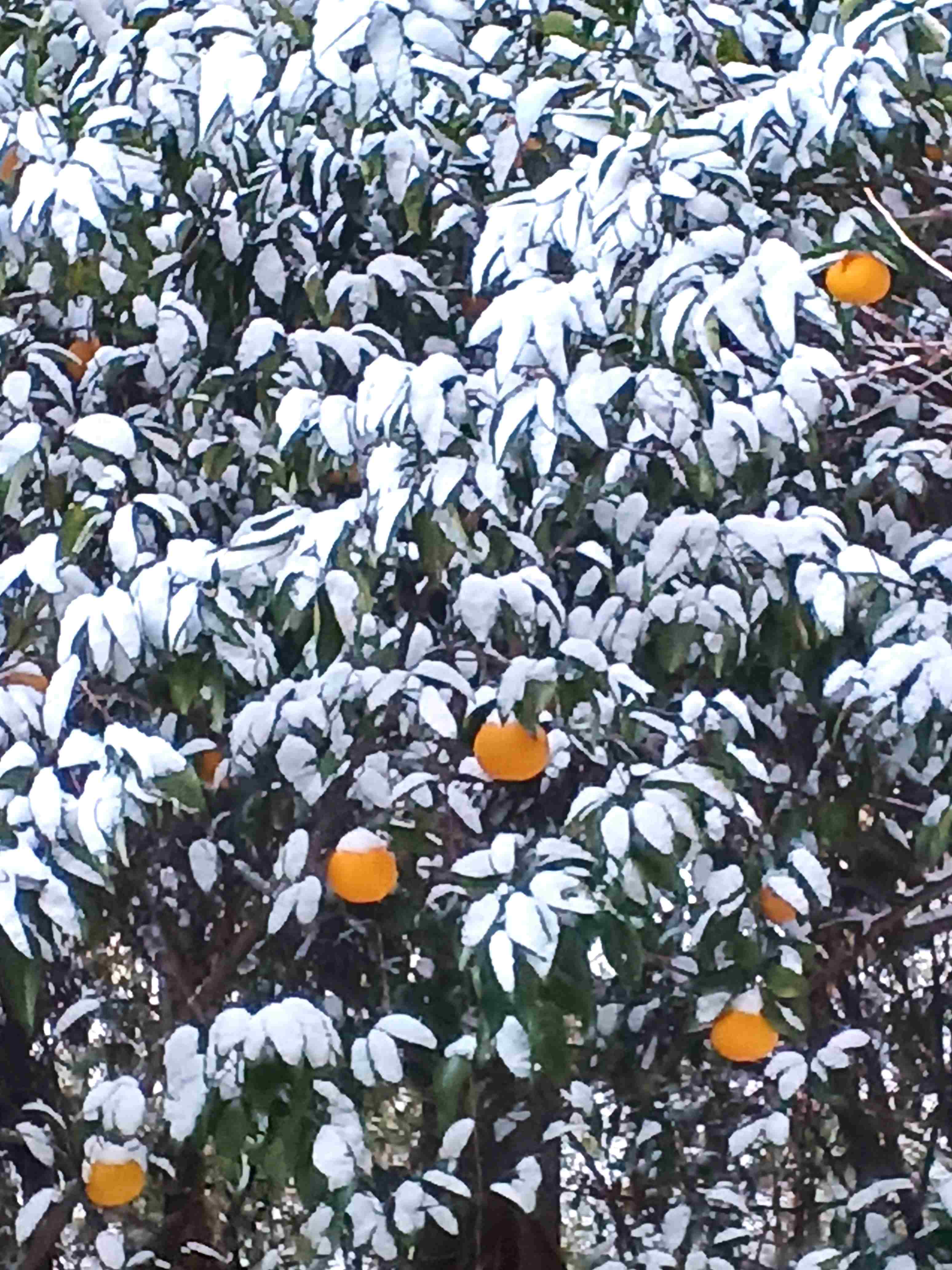 雪みかん