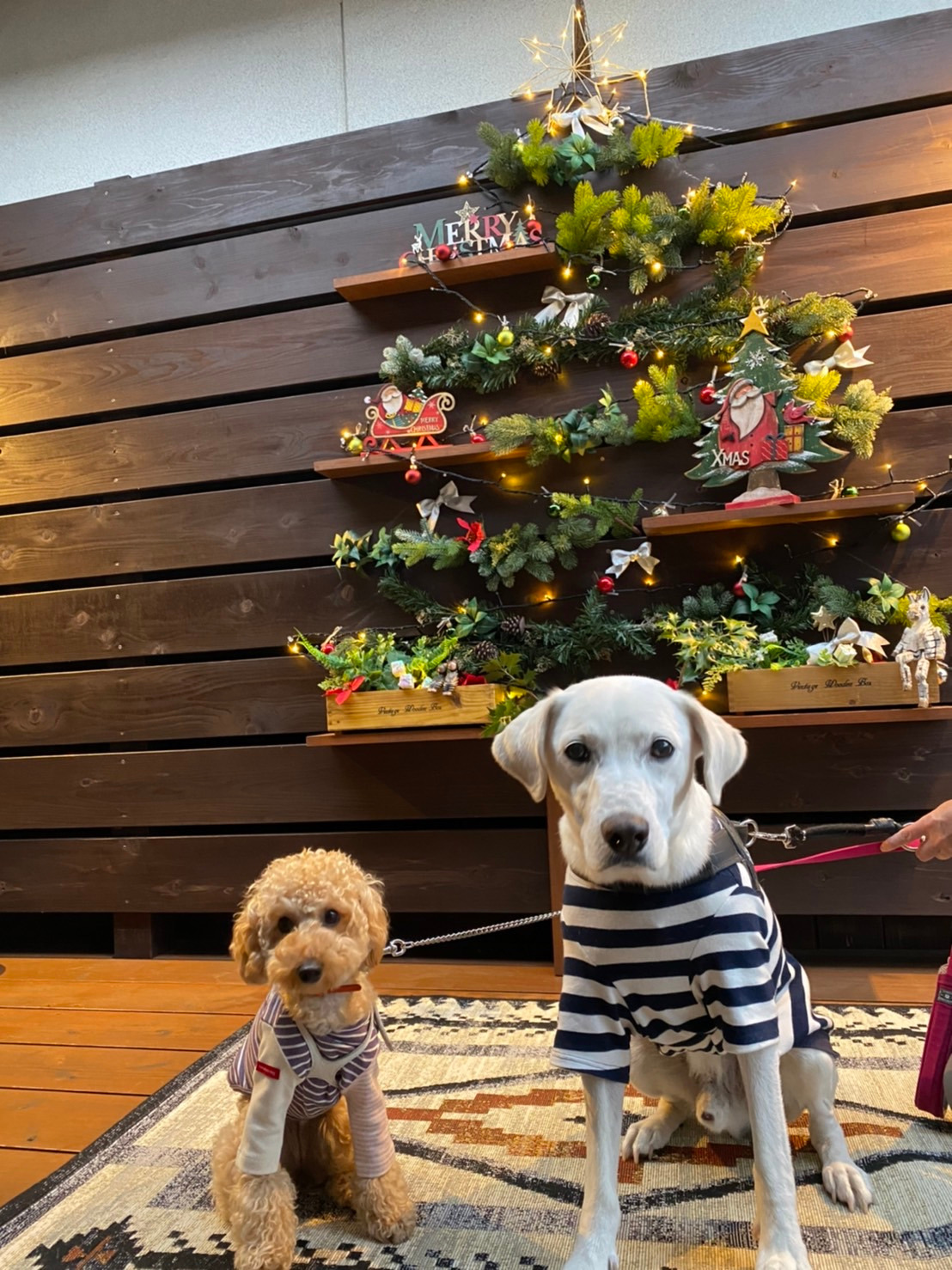 ツリーとジョン