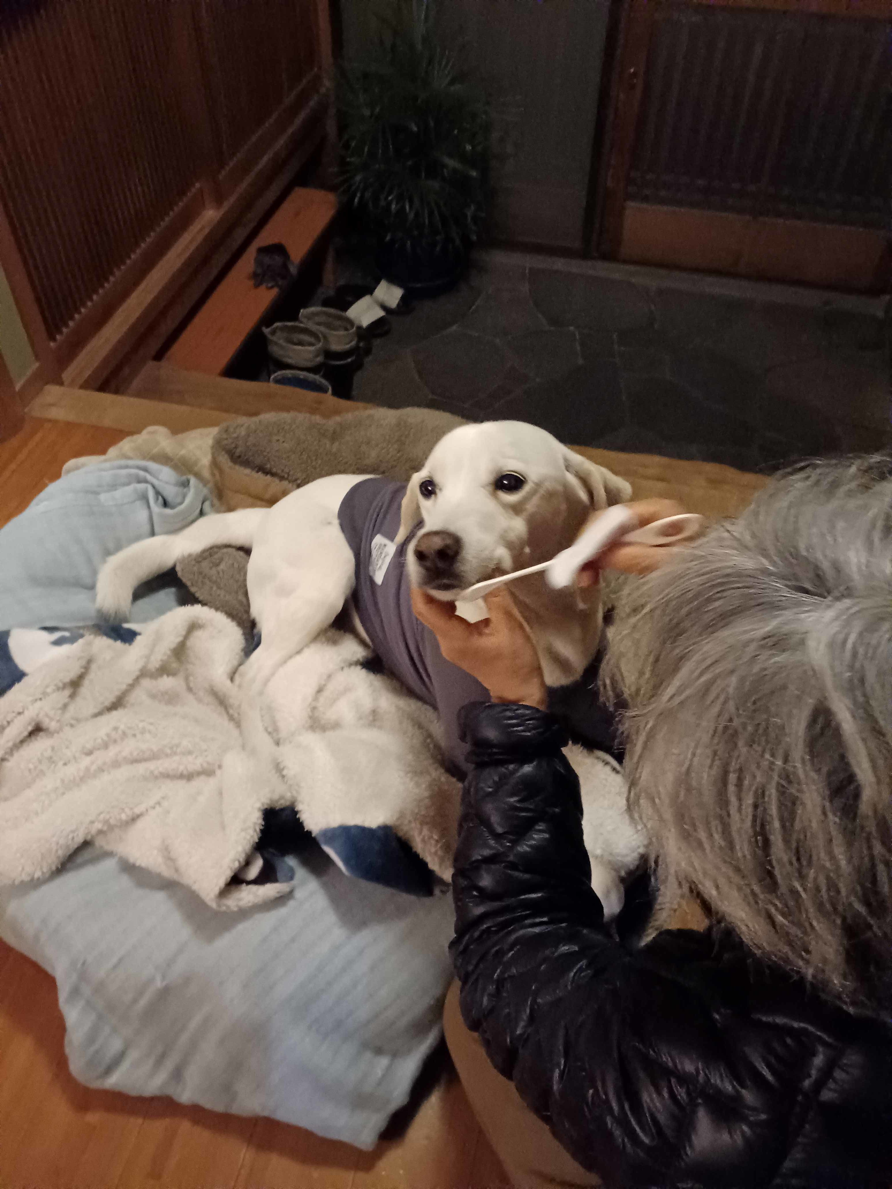 はみがきのジョン