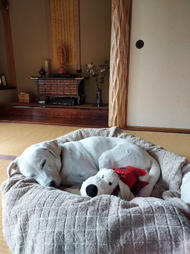 ジョンの寝顔１