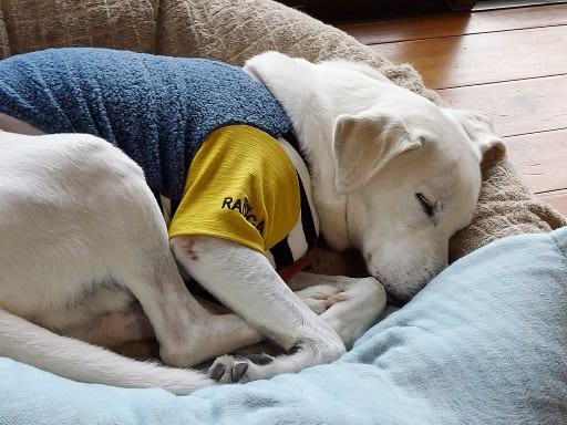 ジョンの寝顔２