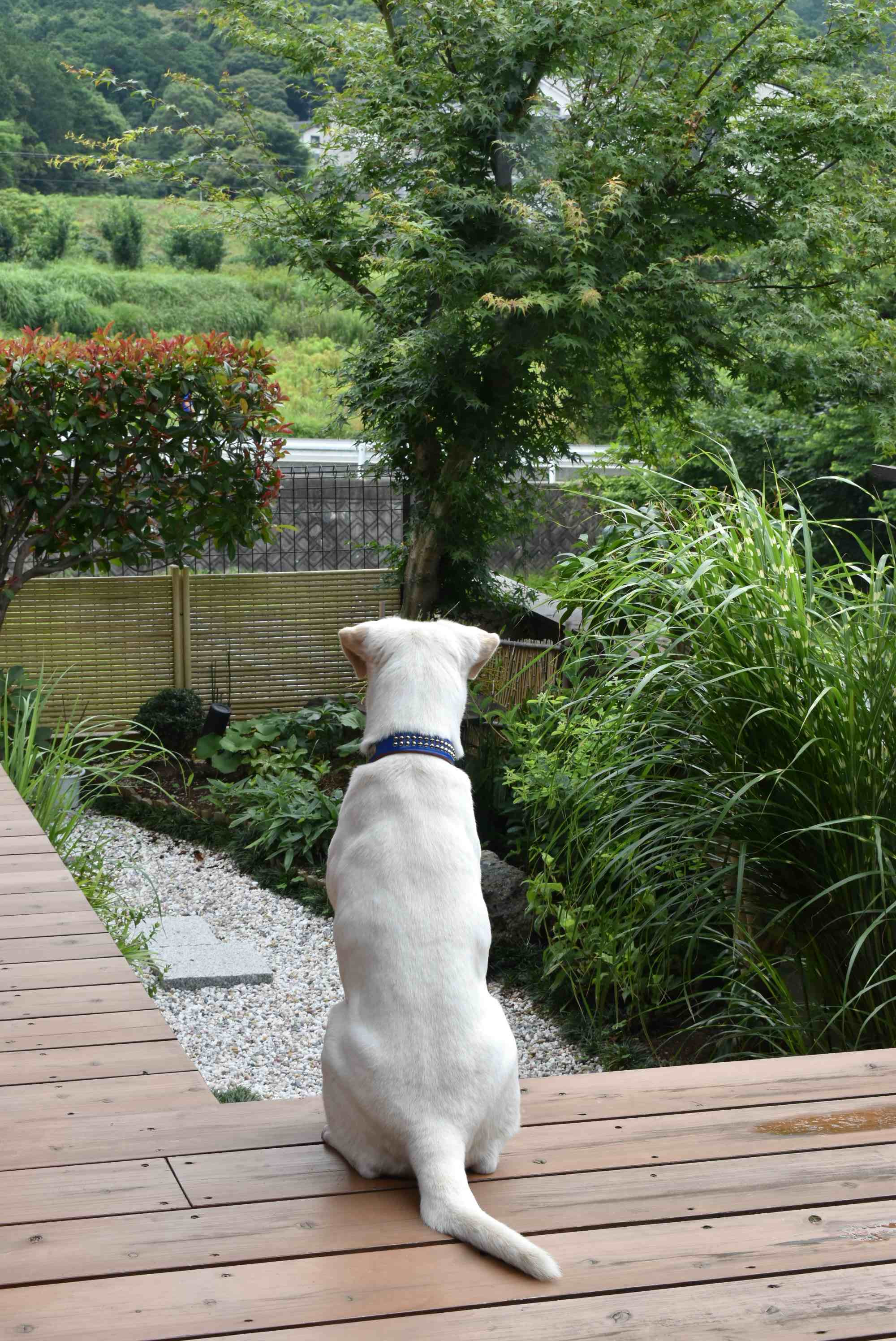 展望台のジョン