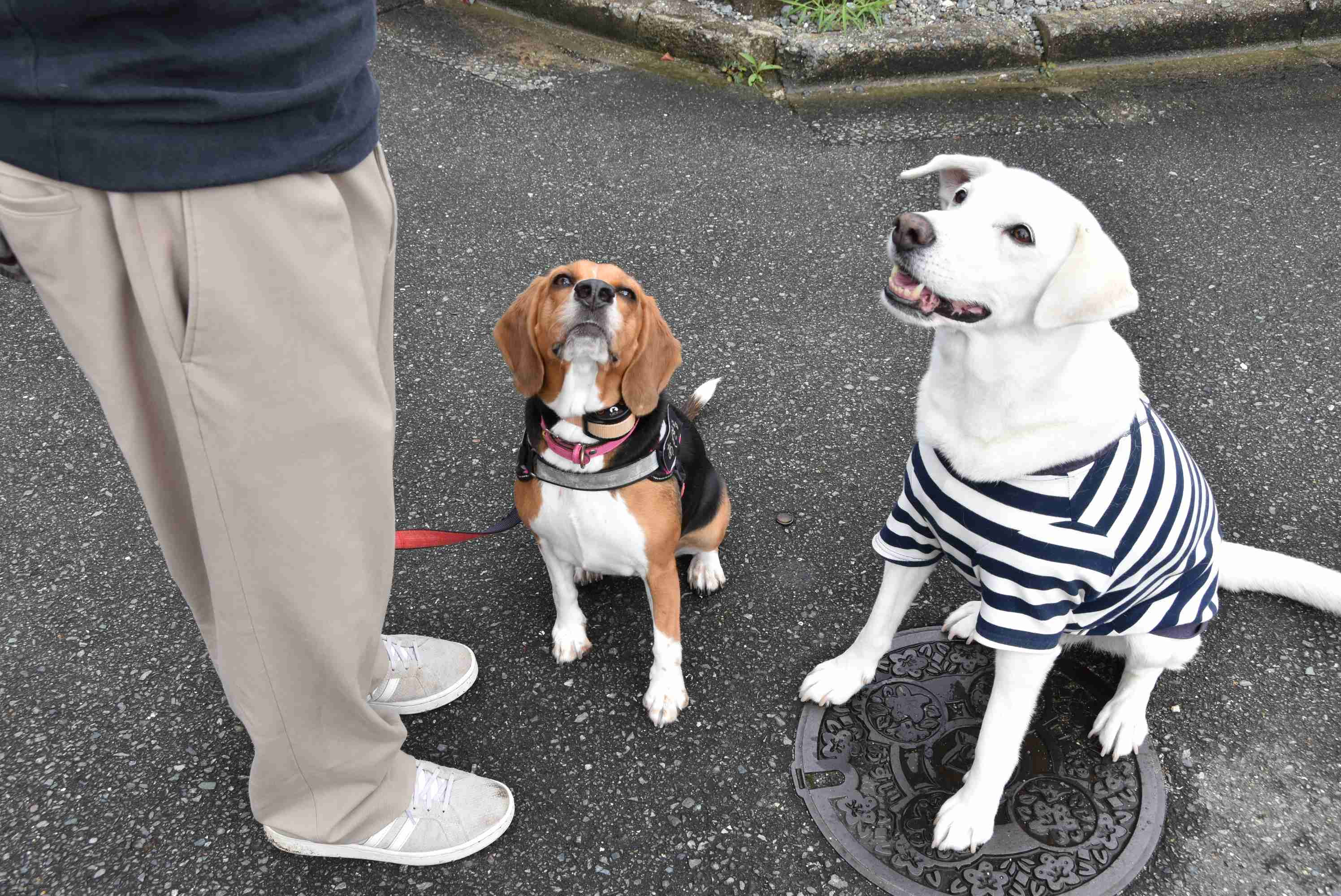 まるちゃんとジョン１