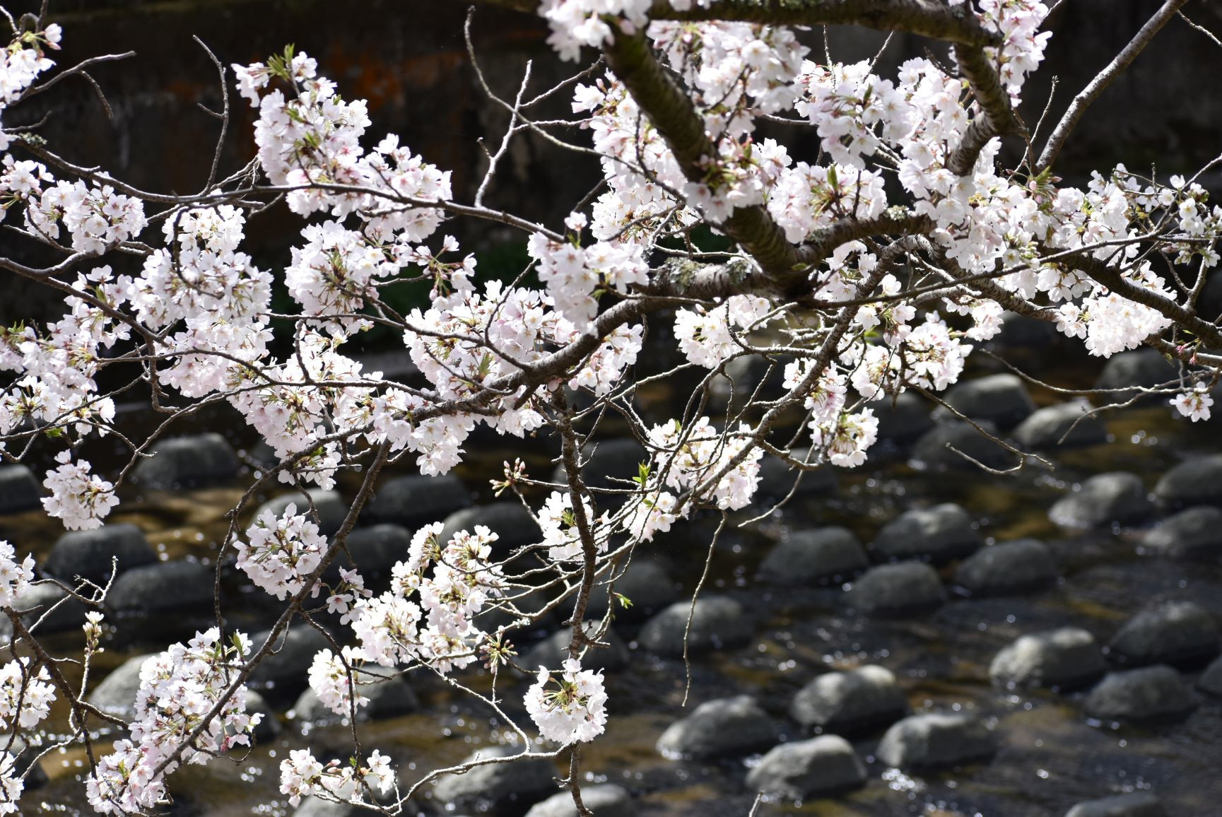 桜と川