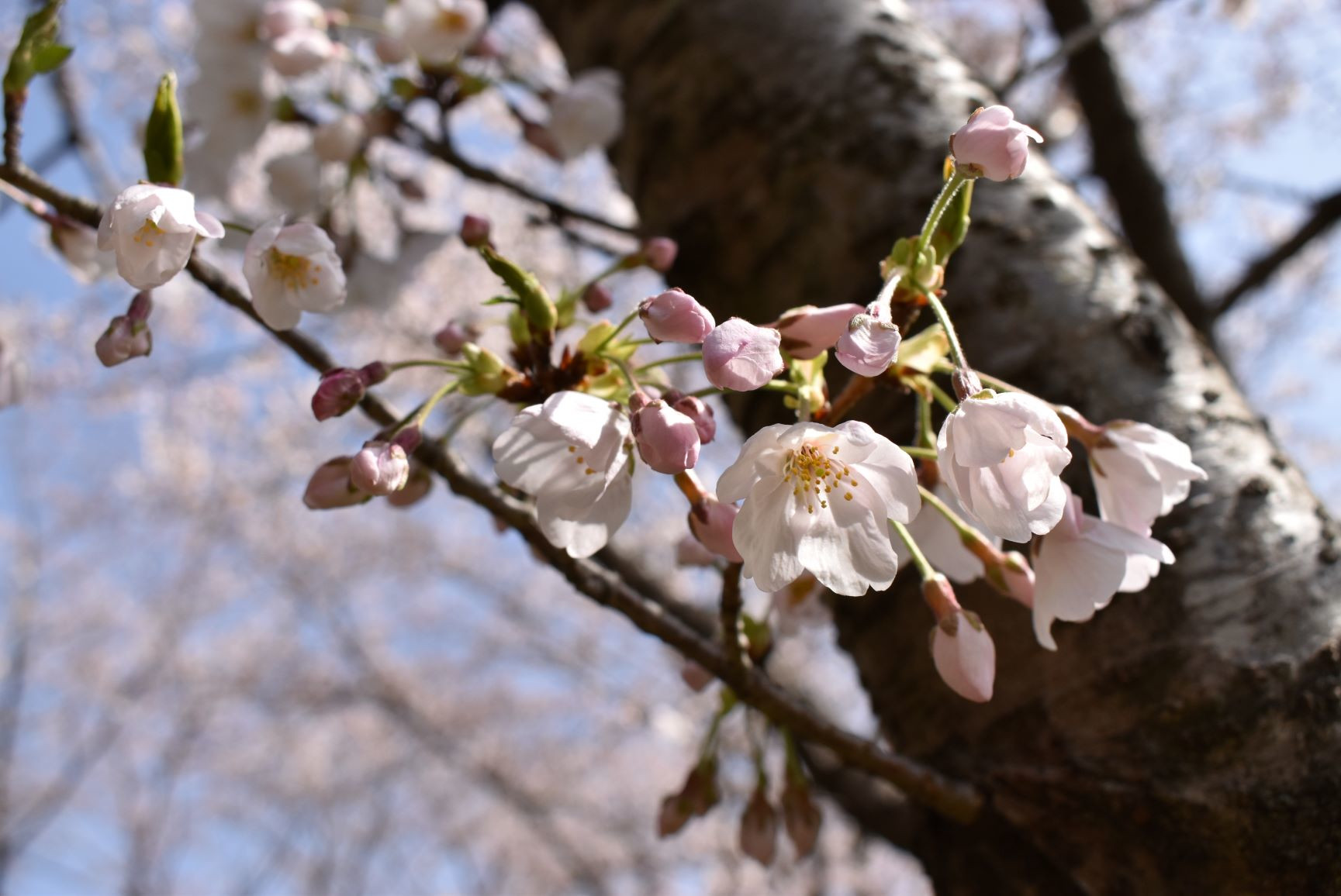 広場の桜アップ